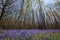 Bluebells