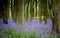 Bluebells