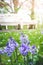 Bluebells against blurred background