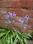 Bluebells against brick wall