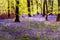 Bluebells amongst forest