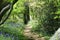 Bluebells In Ancient Woodland - Somerset, England