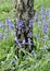 Bluebells at the base of a tree in the park