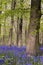 Bluebells and beech trees