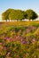 Bluebells and Beech trees on the Quantock Hills