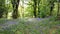 Bluebells,  Bickleigh Vale River Plym , Dartmoor ,Devon uk