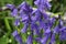 Bluebells bloom in the late spring