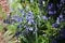 Bluebells bloom in a spring garden