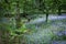 Bluebells blossoming in Scottish woodland