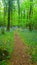 Bluebells in a British woodland