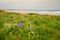 Bluebells on Cambois Beach Dunes