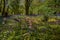 Bluebells carpet a forest floor