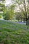 Bluebells carpet the ground in this open woodland