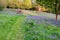 Bluebells carpet the ground in this open woodland, cut through by a grass path.