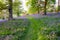 Bluebells carpet the ground in this open woodland, cut through by a grass path.