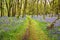 Bluebells Carpet and Path