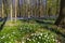 Bluebells carpet in Tranendal (Teardrop Valley) in Hallerbos, Belgium