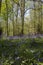 Bluebells carpeting a woodland forest floor in sunlight. Springtime in a wood concept