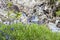 Bluebells close to River Nevis, Scotland