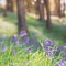 Bluebells close up in a sunny forest