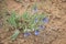 Bluebells In Colorado High Desert Country