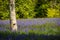 Bluebells in Cornwall