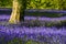 Bluebells in Cornwall