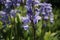 Bluebells on country walk