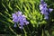 Bluebells on country walk