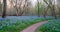 Bluebells cover the ground near dirt path