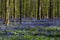 Bluebells cover in Tranendal (Teardrop Valley) in Hallerbos, Belgium