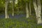 Bluebells in Dunrobin Wood,Near Golspie,Sutherland,Scotland,UK.
