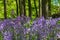 Bluebells in an English woodland