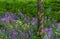 Bluebells in an English woodland