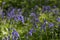 Bluebells in English Woodland During Springtime