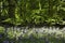 Bluebells and Ferns in Old Elvendon Wood Crays Pond