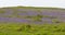 Bluebells in a field in spring