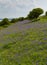 Bluebells in a field in spring