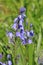 Bluebells flowering in Spring