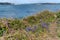 Bluebells flowering in springtime along the coast at Pendennis Point near Falmouth