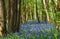 Bluebells flowering in woodland.