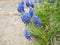 Bluebells flowers on the edge of a footpath garden