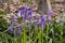 Bluebells flowers Hallerbos