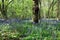 Bluebells in a forest. Mature trees..