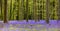 Bluebells forest panorama