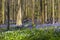 Bluebells forest, Tranendal (Teardrop Valley) in Hallerbos, Belgium