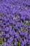 Bluebells (Grape Hyacinth, Muscari armeniacum)