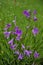 Bluebells with green grass background