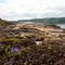 Bluebells grow in the tundra in the northern polar summer. Beautiful coastline of Barents sea, Kola Peninsula, Russia