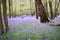 Bluebells growing wild in the woods